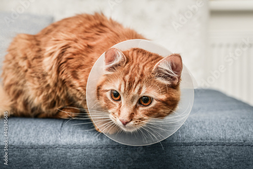 orange cat with veterinairy cone