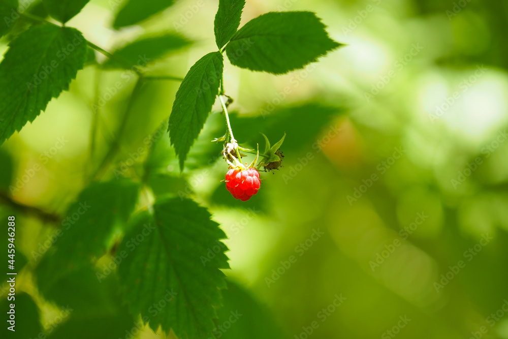 Ripe raspberry on a branch in the forest, sunlight. Rubus idaeus Ripe raspberry on a branch in the forest, sunlight. Rubus idaeus