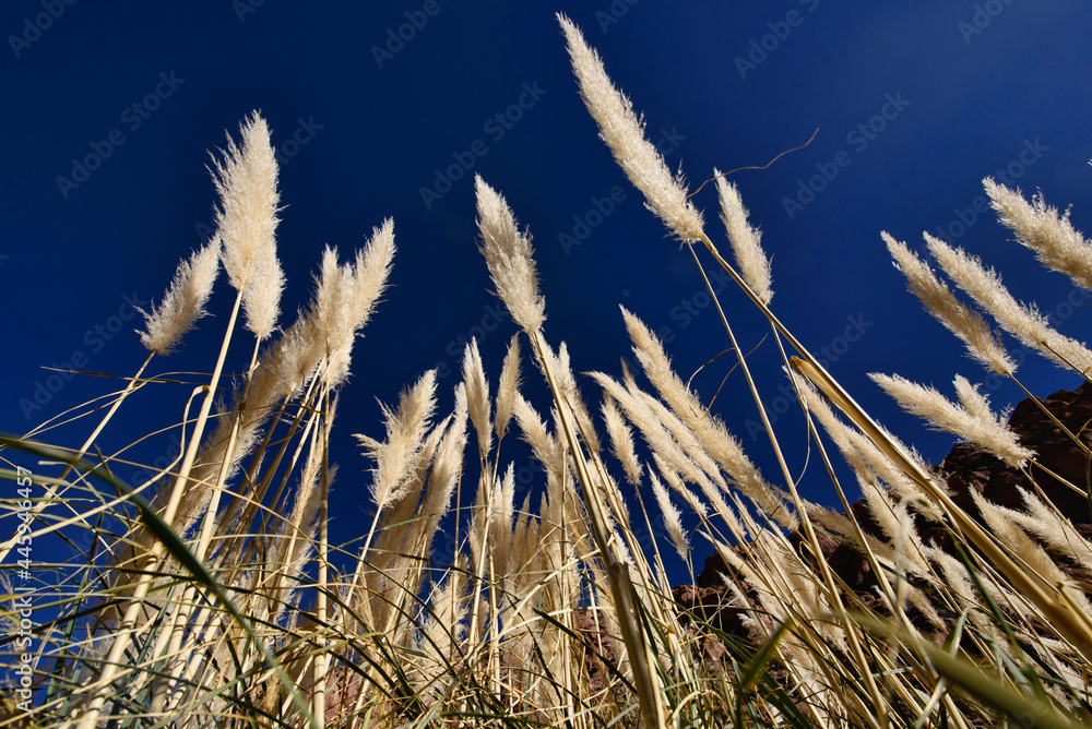 Obraz premium Beautiful foxtails through the Puritama Reserve, San Pedro de Atacama, Chile