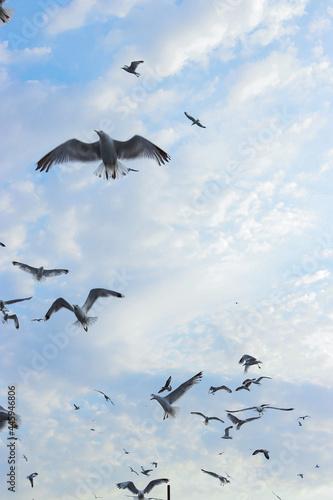 flock of seagulls © Ivan