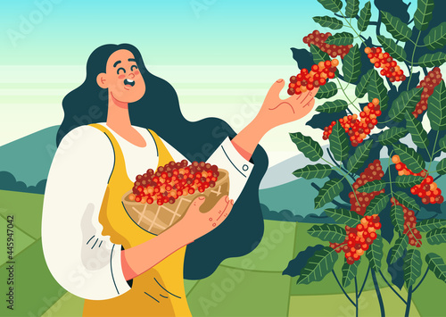 Woman worker character harvest coffee bean. Coffee plantation production concept. Vector flat cartoon design illustration