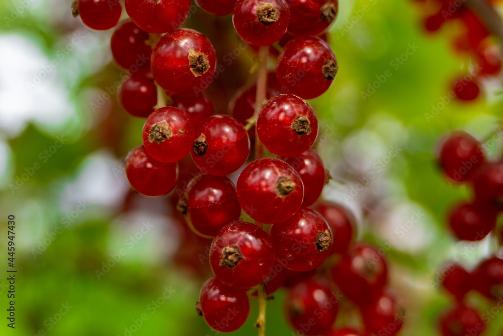 Close up shot of red currant on field