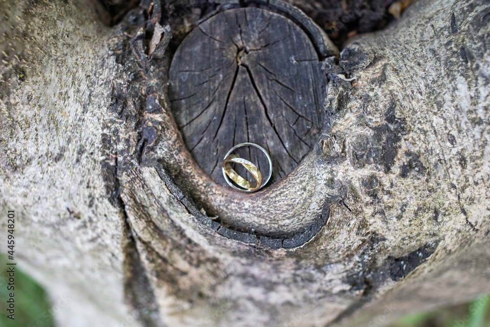 wedding rings on a tree