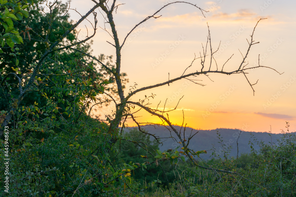 Close-up of tree branches in the forest with sunset colored sky in the background Close-up of tree branches in the forest with sunset colored sky in the background