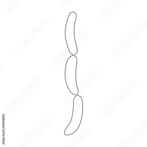 Sausage vector outline icon. Vector illustration meat on white background. Isolated outline illustration icon of sausage, .