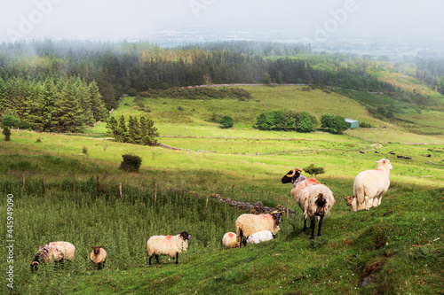 Sheep in a green field.