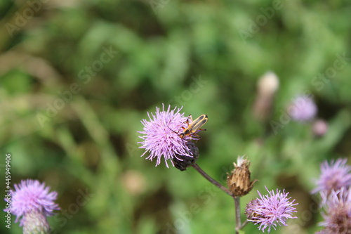 beetle on a flower