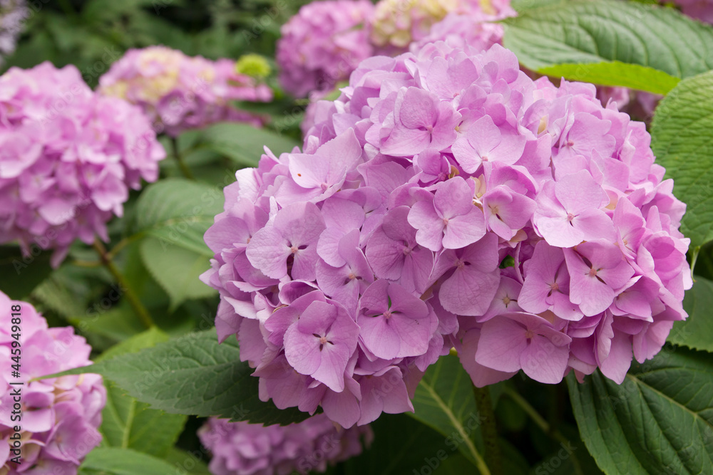 Ball of pink hydrangea in the garden. Summer blooming background