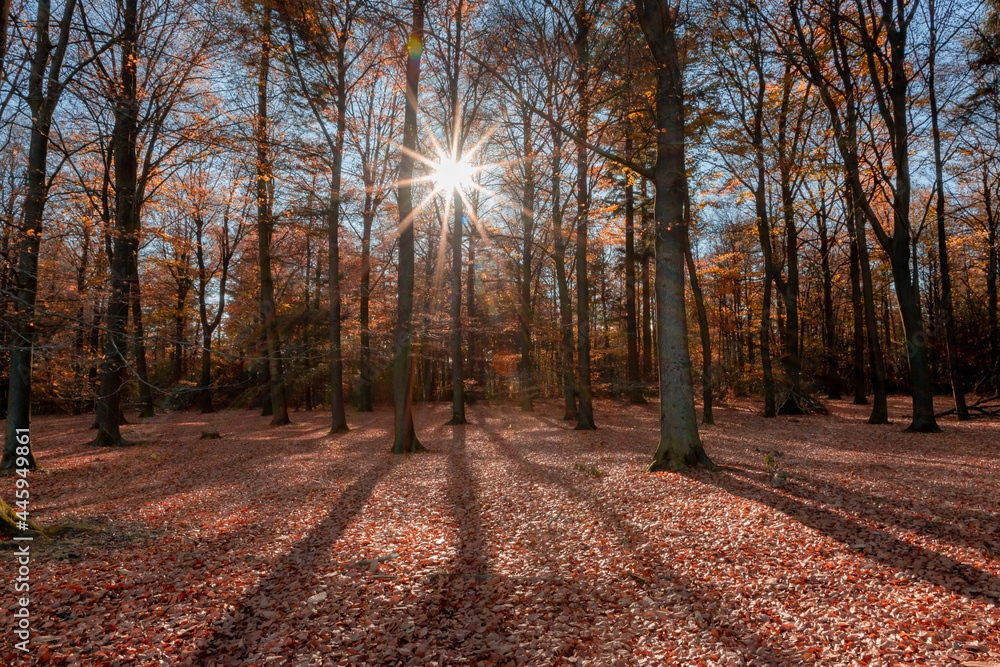 Sunlight and shadows concept, Beautiful orange forest in autumn with leaves fall and sparkle sun (sunbeams) on the sunny day, Rays of sun through the trees, Nature background.