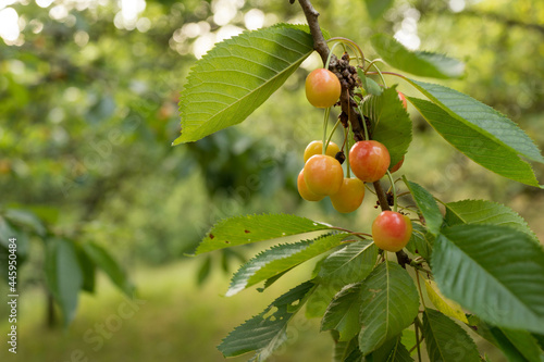 Closeup of juicy rainier cherries hanging on the branch on the tree photo