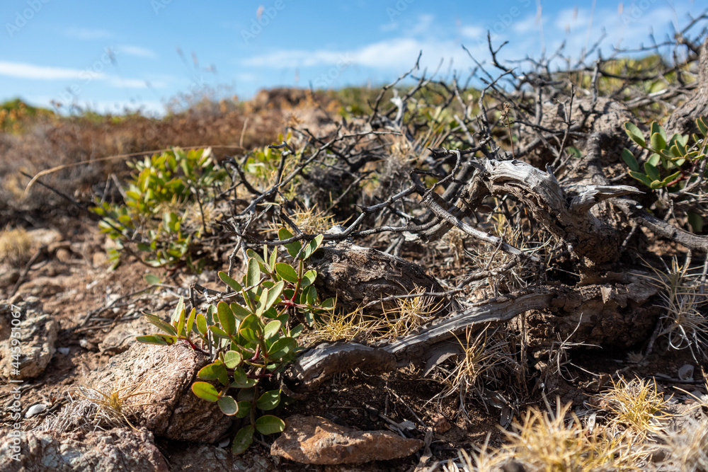 Fototapeta premium Dry scenic bush branches and grass close-up in rural Greece rocky landscape. Hot summer flora botany details