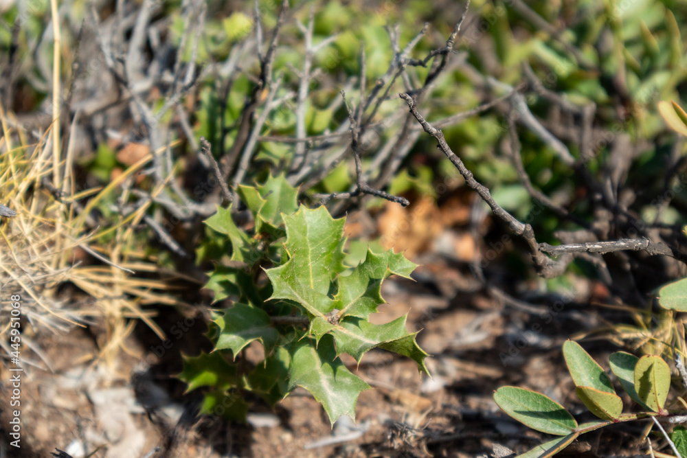 Quercus coccifera, the kermes oak leaves close-up. Small oak bush with green sharp leaves in summer sunny Greece, Mediterranean Quercus coccifera, the kermes oak leaves close-up. Small oak bush with green sharp leaves in summer sunny Greece, Mediterranean