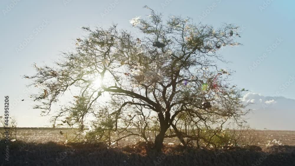 Despair feeling when looking at majestic green tree with plastic bags stuck, 4k Despair feeling when looking at majestic green tree with plastic bags stuck, 4k