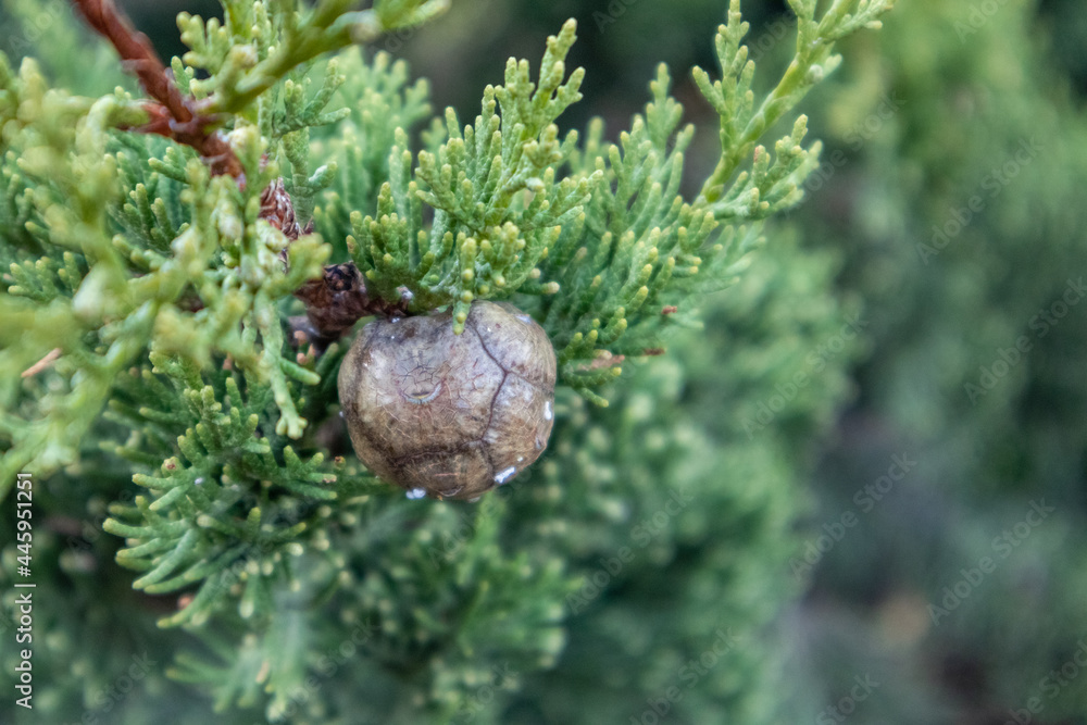 Green Juniperus excelsa and cone close-up. Greek juniper evergreen tree branch fur with background blur in Mediterranean region, Greece Green Juniperus excelsa and cone close-up. Greek juniper evergreen tree branch fur with background blur in Mediterranean region, Greece