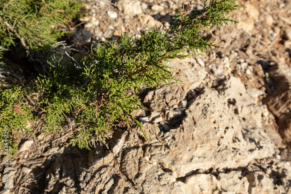 Green Juniperus excelsa on rock, Greek juniper evergreen tree branch fur vibrant close-up top view, Mediterranean sea, Greece Green Juniperus excelsa on rock, Greek juniper evergreen tree branch fur vibrant close-up top view, Mediterranean sea, Greece