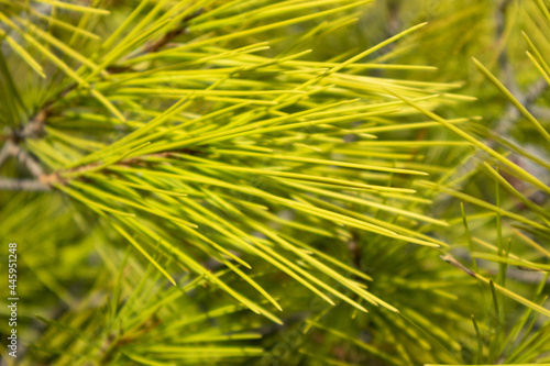 Vibrant green pine bush young branches with bright needles close-up in Greece  Mediterranean. Natural evergreen sunny patterned background