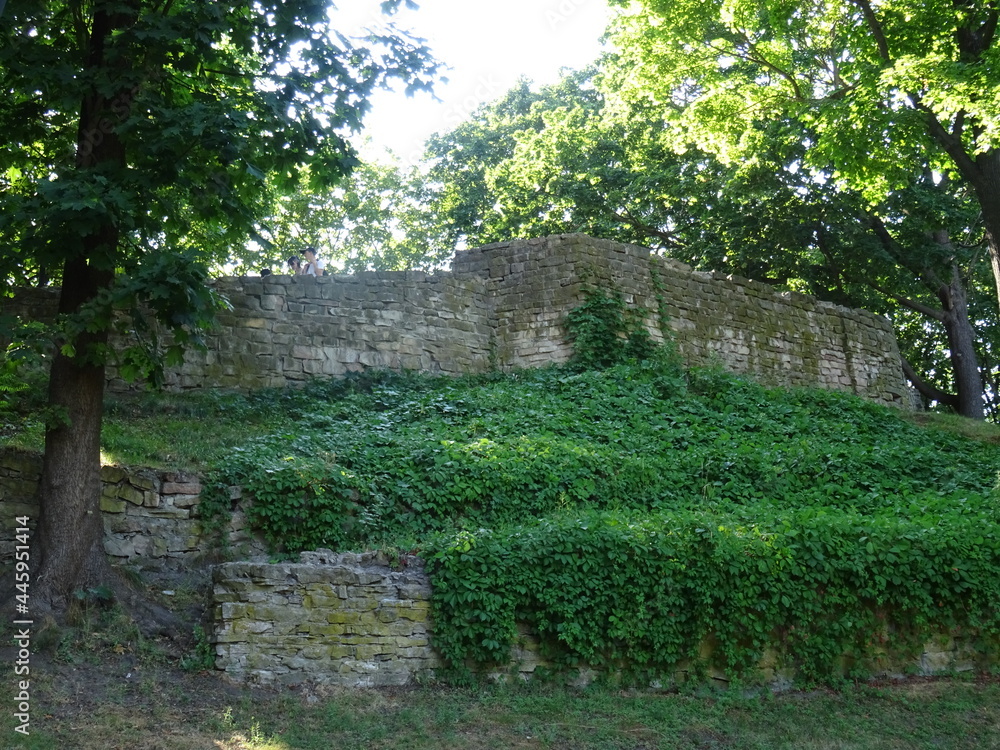stone wall with tree