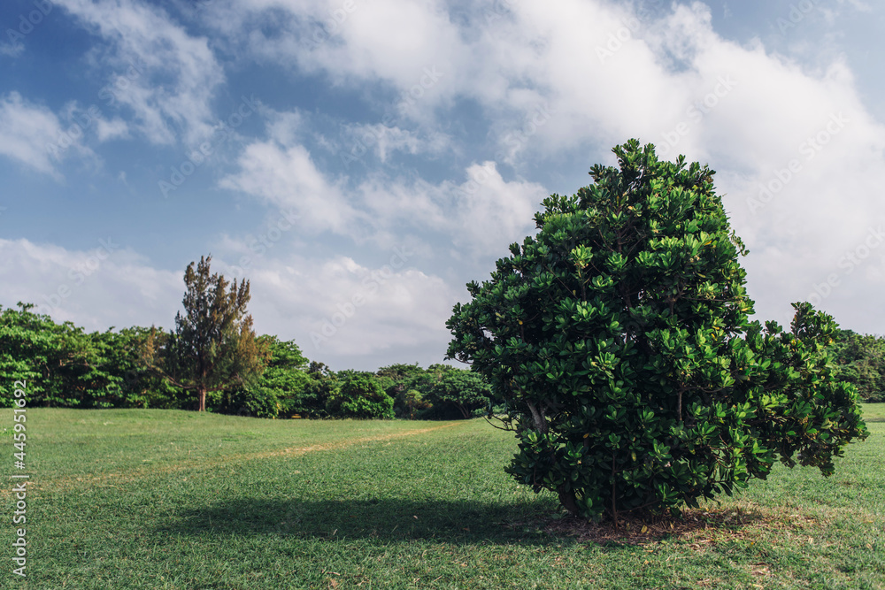 Fototapeta premium Summer day with blue sky,trees and grass