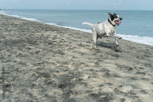 Close-Up Of Dog Running In Beach
