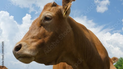 A brown cow looks very closely towards the camera