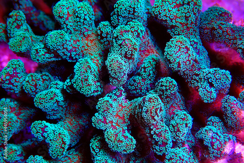Macro scene of Stylophora sps coral - Pocilloporidae sp. photo