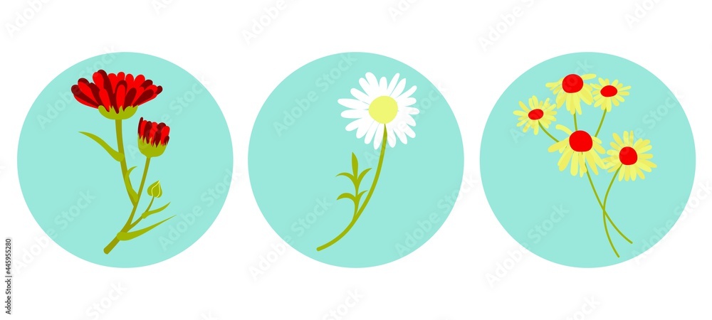 Vector icons for related stories. Round stickers with flowers. Chamomile and calendula on a round blue background. 