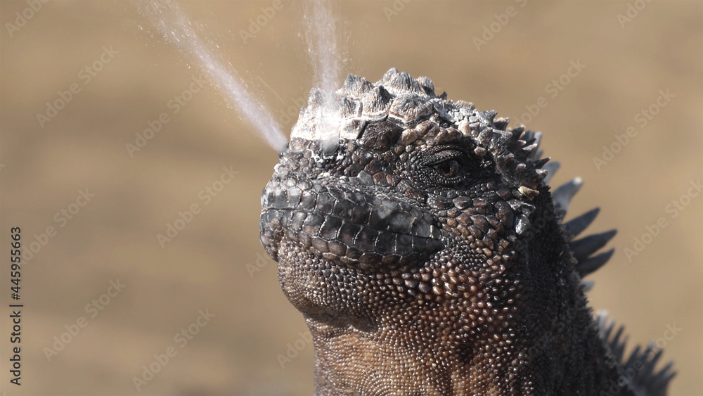 Galapagos Marine Iguana Sneezing excreting salt by nose - funny animals  Stock Photo | Adobe Stock