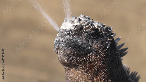 Galapagos Marine Iguana Sneezing excreting salt by nose - funny animals photo