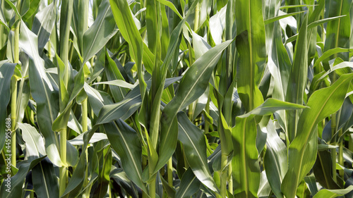 Maisfeld, Detailansicht Maispflanzen an einem sonnigen wolkigen Tag