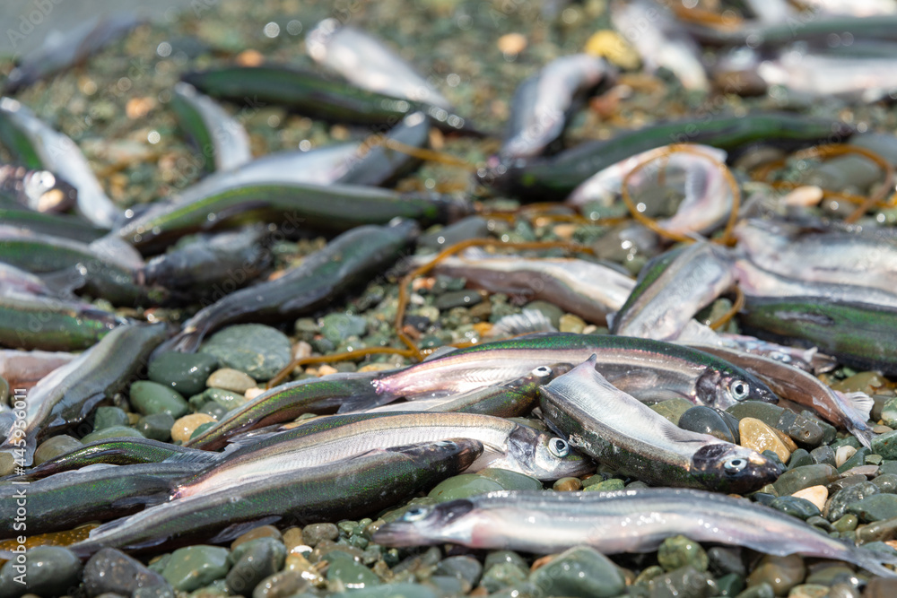 Small fresh female capelin fish or capelin smelt with green and silver ...