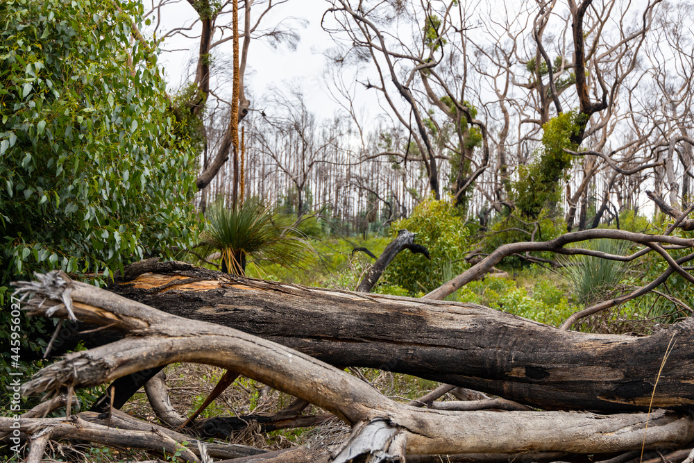 Burnt trees and new revegetation after the bush fires on Kangaroo Island South Australia on may 10th 2021 Burnt trees and new revegetation after the bush fires on Kangaroo Island South Australia on may 10th 2021