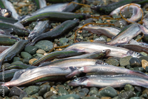 Small fresh female capelin fish or capelin smelt with green and silver bodies lay on a rocky beach. Shishamo,Mallotus Villosus, are little egg producing fish meal that has jumped onto a beach to spawn