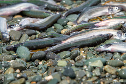 Small fresh female capelin fish or capelin smelt with green and silver bodies lay on a rocky beach. Shishamo,Mallotus Villosus, are little egg producing fish meal that has jumped onto a beach to spawn