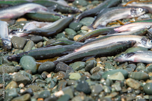 Fotografie Small fresh female capelin fish or capelin smelt with green and silver bodies lay on a rocky beach