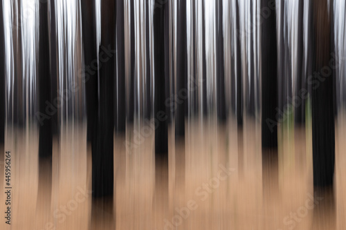 A creative motion blur in a forest of burnt trees on Kangaroo island south australia on may 10th 2021