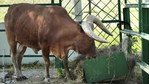 Vatussi is a breed of cattle bred in Africa. The animal eats grass from the feeder photo