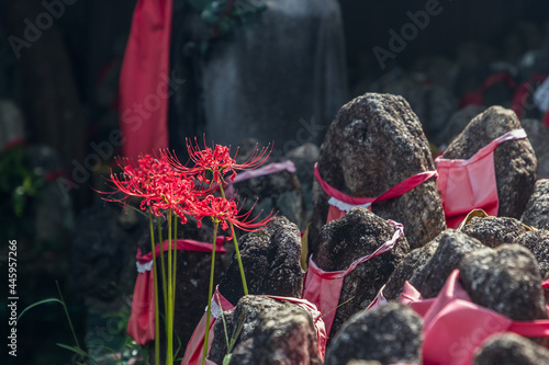 Foto 彼岸花の咲く秋の入口