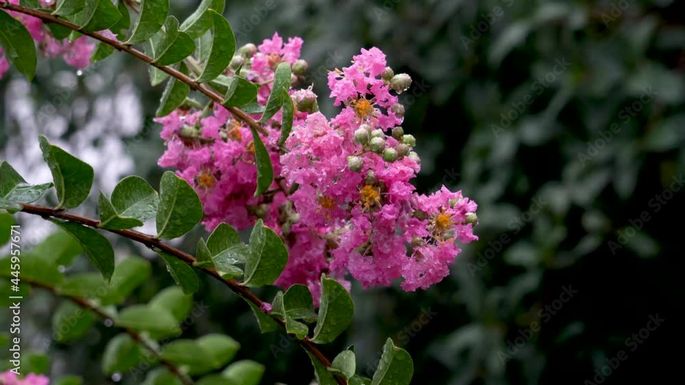 The crape myrtle flowers blooming in the rain The crape myrtle flowers blooming in the rain