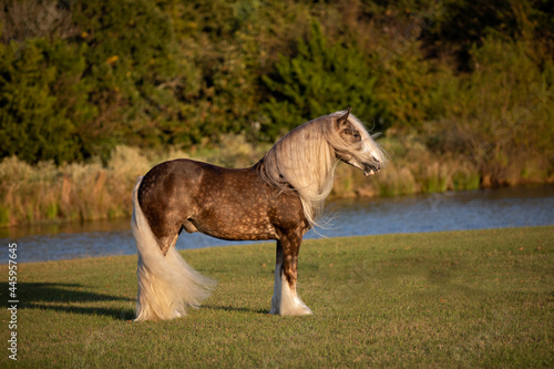 Bild auf Leinwand Gypsy Vanner