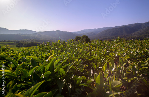 tea plantation landscape background. Krasnodar, Sochi, Russia