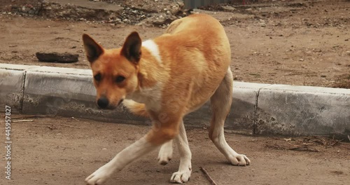 Brown mongrel resting near curbstone than running away limping tracking shot. photo