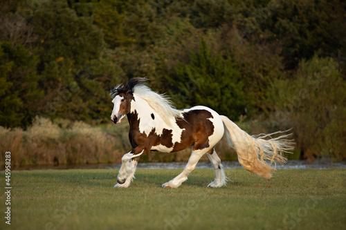 Vászonkép tobiano gypsy vanner