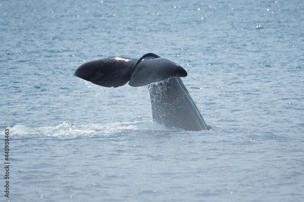 Fototapeta premium Tail fin of sperm whale