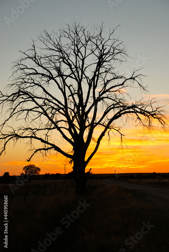 A stately trees against the setting sun on the prairie