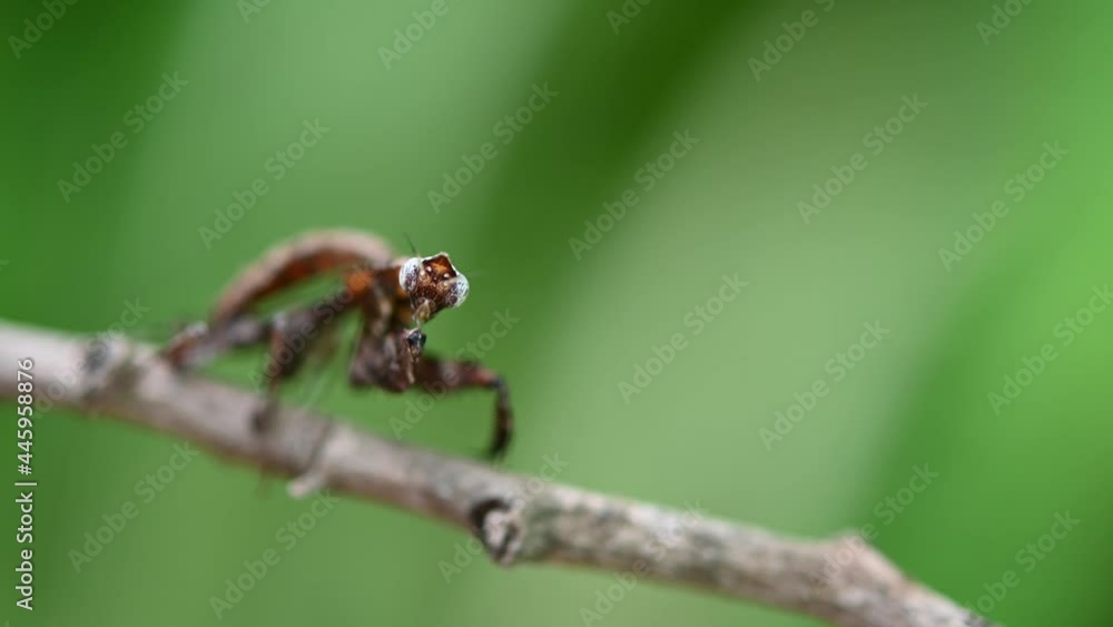 Praying mantis resting on a branch hardly moving. Praying mantis resting on a branch hardly moving.