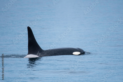 Orca (killer whale) swimming on the sea © 雅文 大石