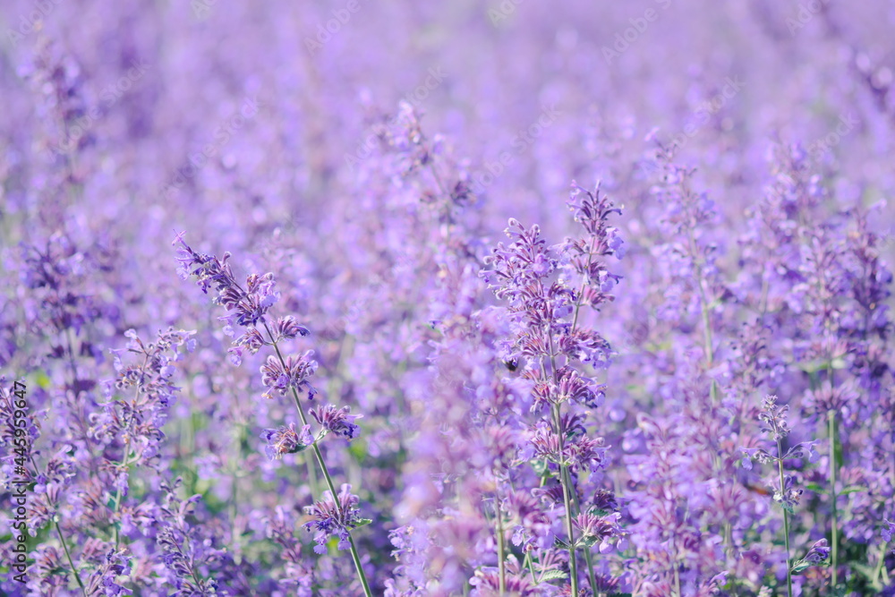 Fototapeta premium 美しく咲き誇る紫の花