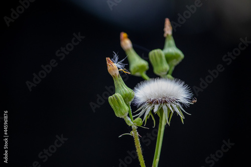 Fényképezés Sow Thistle common weeds in Nebraska with yellow flowers Sonchus oleraceus