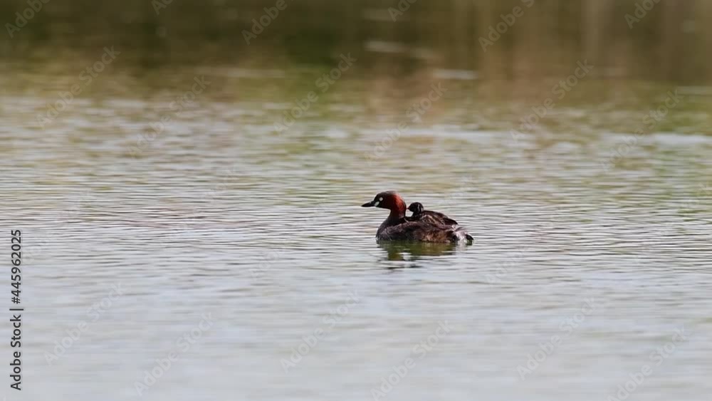 Tiny Dabchick chick piggyback on red necked collar Little Grebe, floating on calming lake in Lat Krabang Thailand, Tachybaptus ruficollis