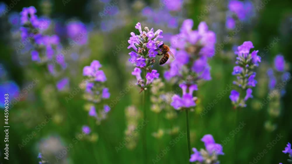 Slow Motion Shot of a diligent bee, scuttling and harvesting the pollen from a purple flower with defocused background Slow Motion Shot of a diligent bee, scuttling and harvesting the pollen from a purple flower with defocused background